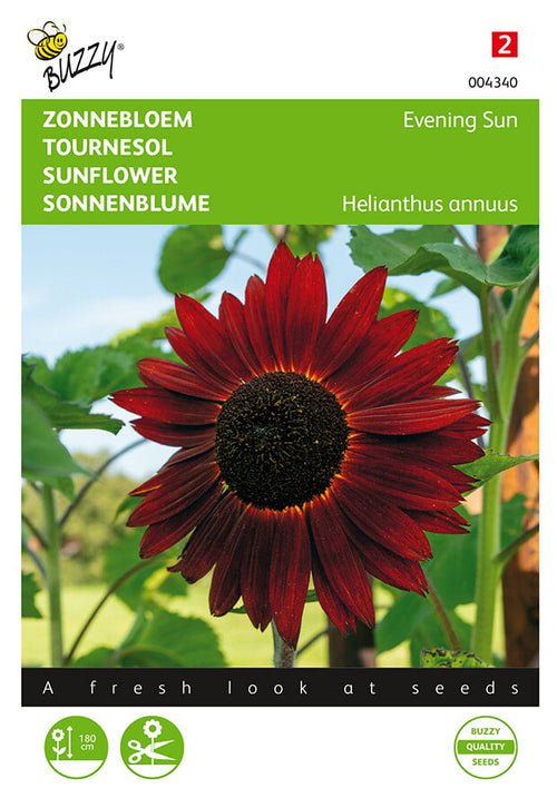 Buzzy Seeds Sonnenblumen Abendsonne