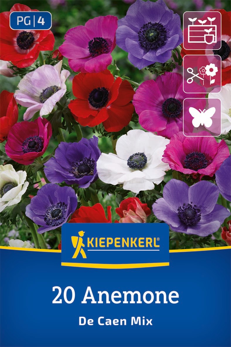 Kronen-Anemone De Caen Mischung