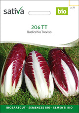 Sativa Radicchio Treviso 206 TT