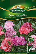 Quedlinburger Chabaudnelke Picotee Mischung