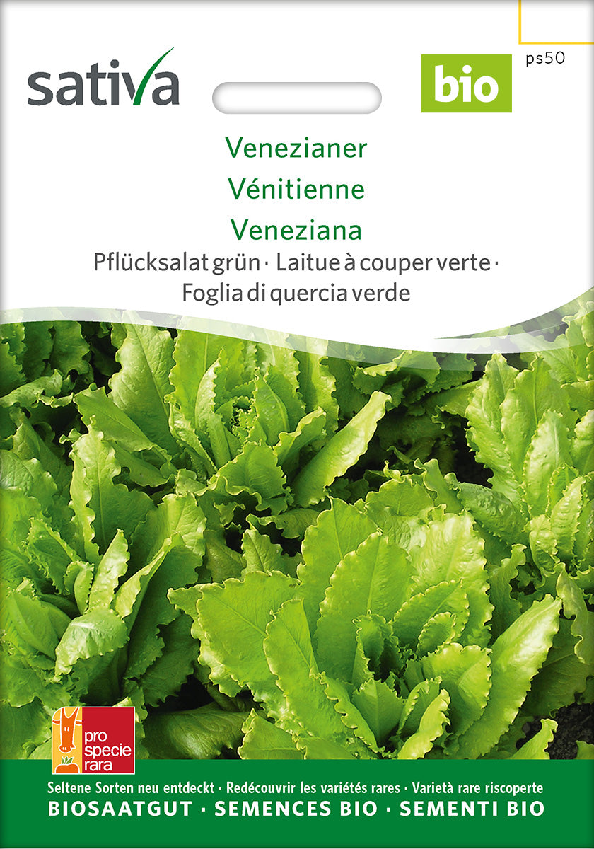 Sativa Pflücksalat grün Venezianer
