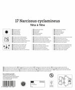 Mega-Pack Narzissen Tête à Tête