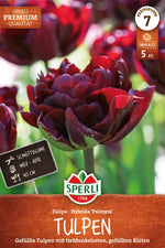 Premium Gefüllte Frühe Tulpe Palmyra