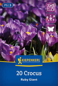 Botanischer Krokus Ruby Giant