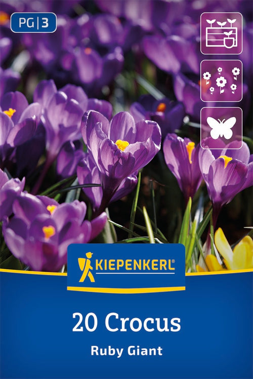 Botanischer Krokus Ruby Giant