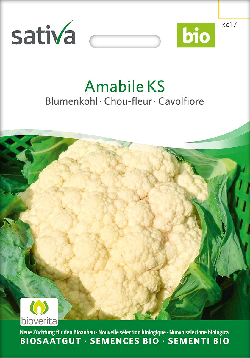 Sativa Blumenkohl Amabile KS