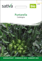 Sativa Catalogna Puntarella