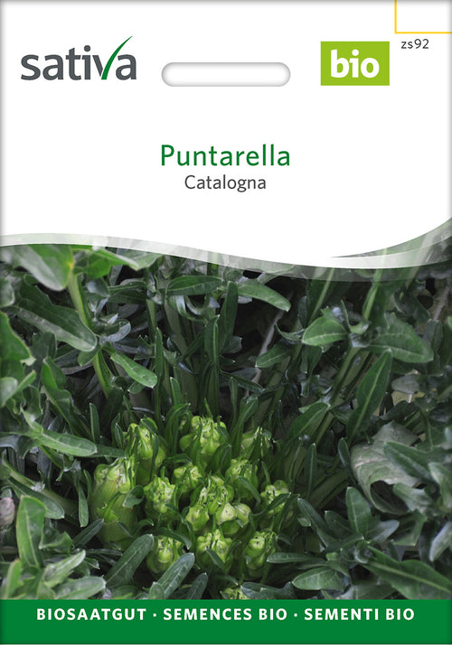 Sativa Catalogna Puntarella