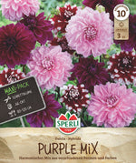 SPERLI Dahlie Purple Mix