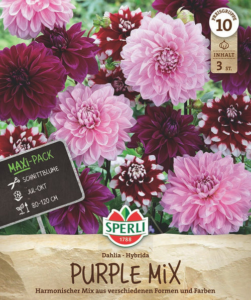 SPERLI Dahlie Purple Mix
