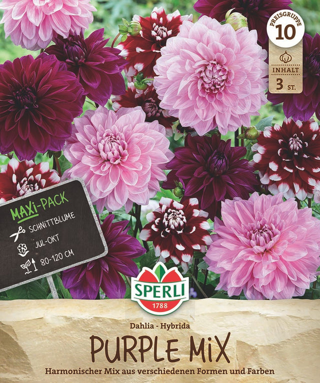 SPERLI Dahlie Purple Mix