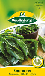 Quedlinburger Sauerampfer mehrjährig