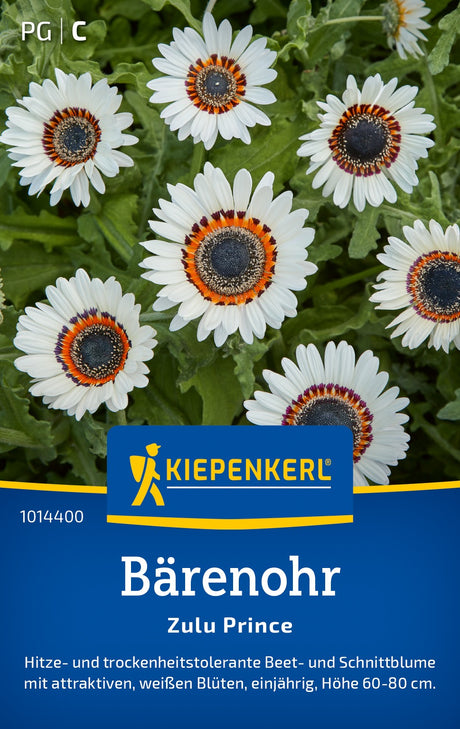 Kiepenkerl Bärenohr Zulu Prince