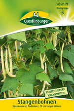 Quedlinburger Stangenbohne Neckargold