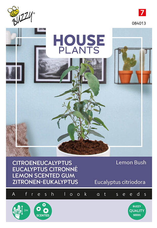 Buzzy Seeds Eucalyptus  Lemon Bush