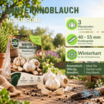 HILD Winterknoblauch Messidrome 3 Stück