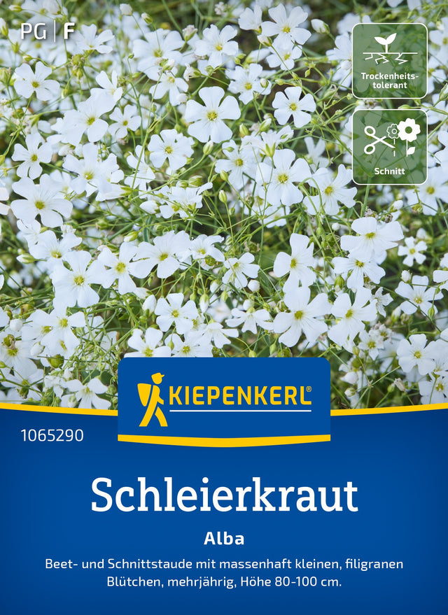 Kiepenkerl Schleierkraut Alba