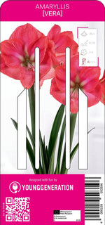 Amaryllis Vera