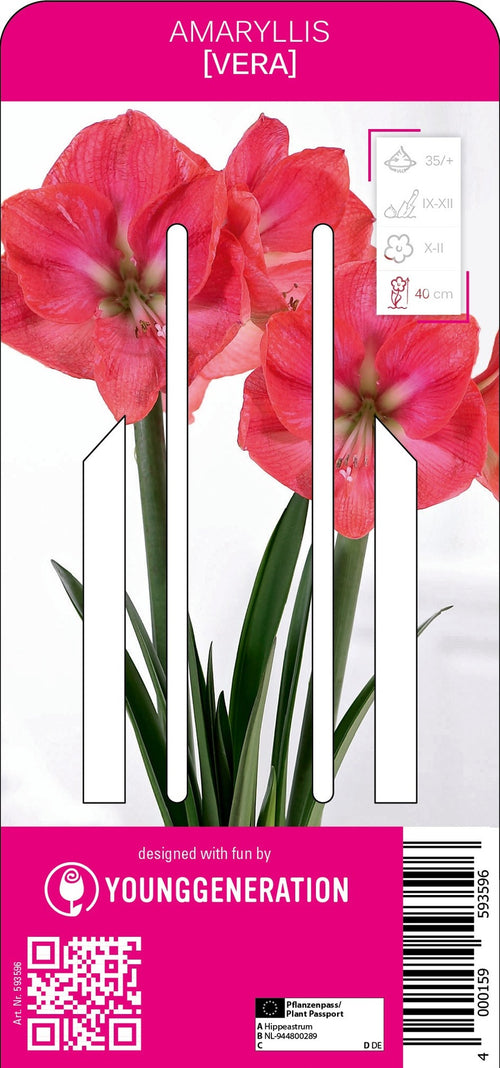 Amaryllis Vera
