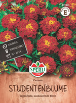 SPERLI Studentenblume Carmen