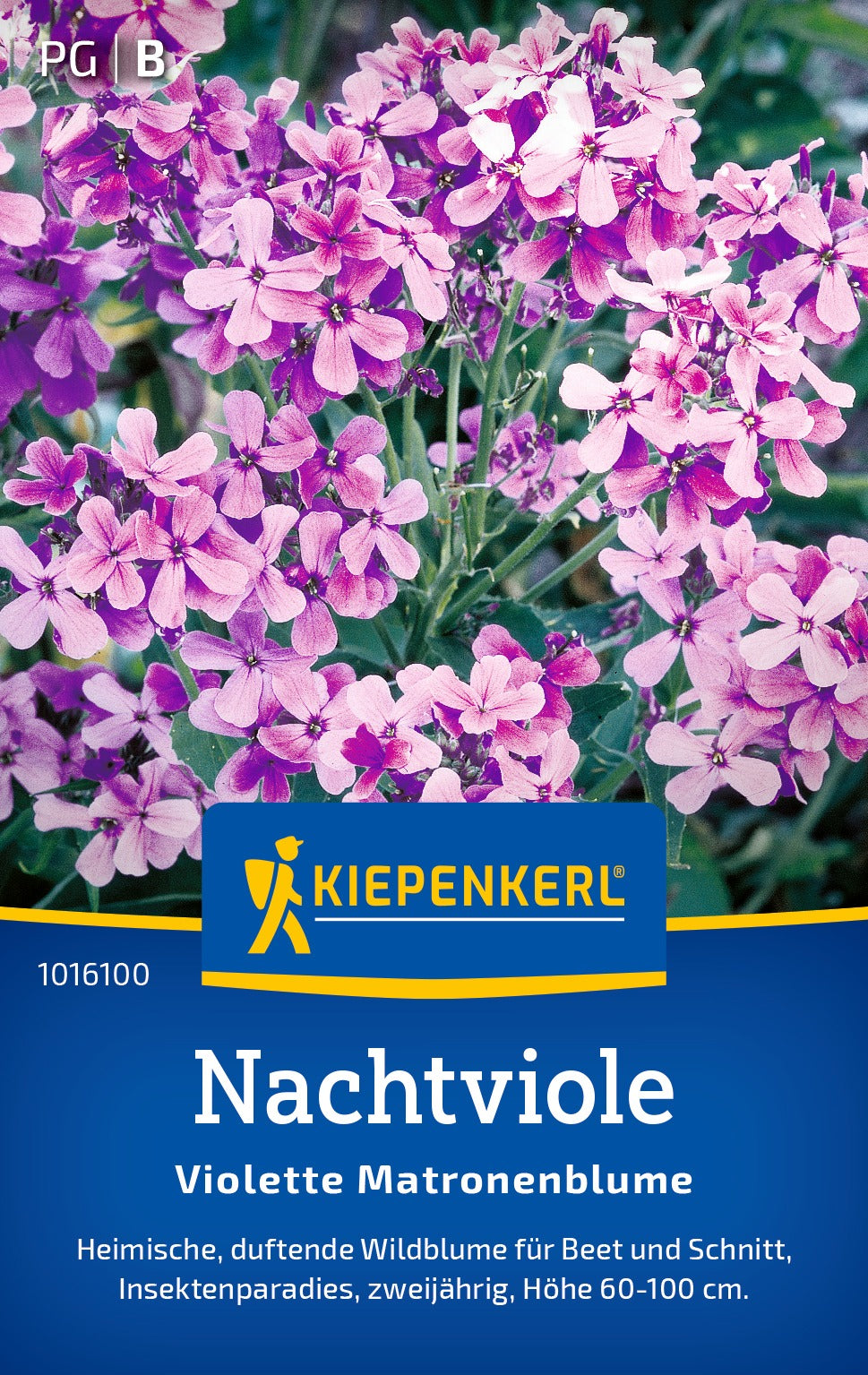 Kiepenkerl Nachtviolen Violette Matronenblume