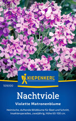 Kiepenkerl Nachtviolen Violette Matronenblume