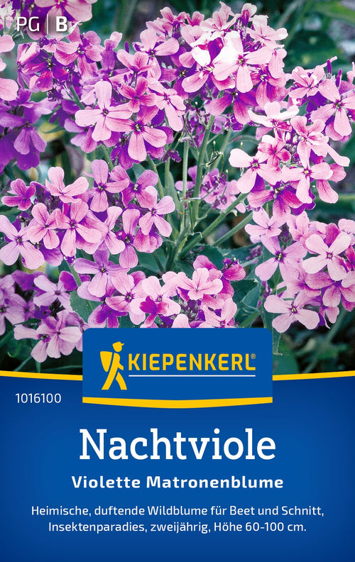 Kiepenkerl Nachtviolen Violette Matronenblume