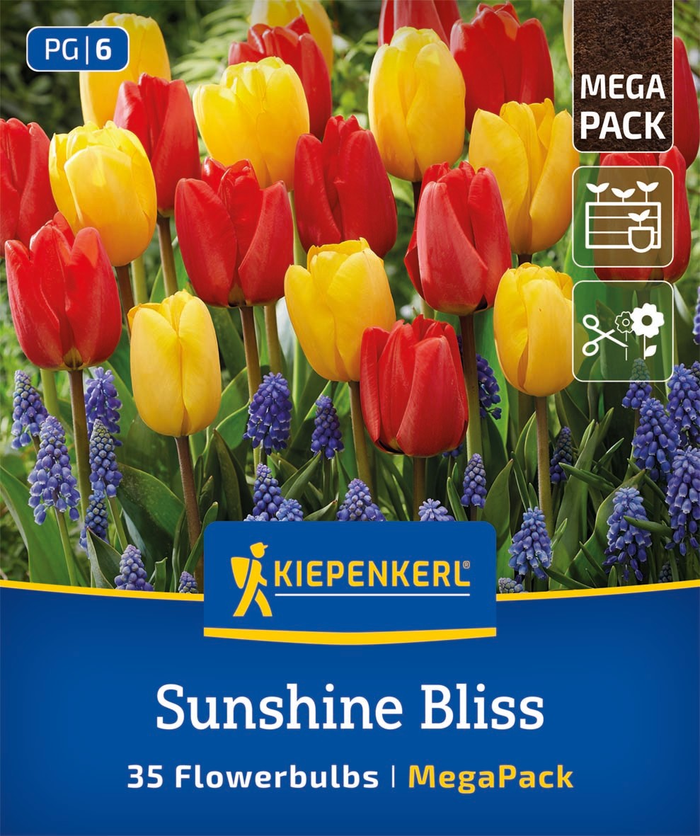 Mega Pack Sunshine Bliss