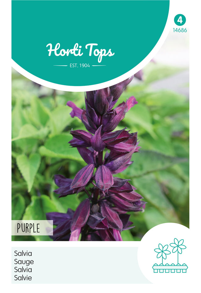 Horti Tops Salbei Splendens Purple