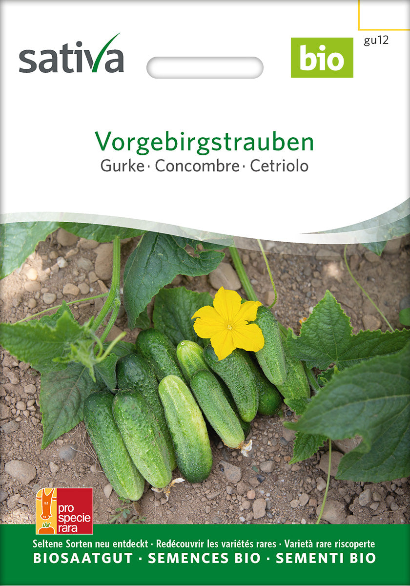 Sativa Gurke Vorgebirgstrauben