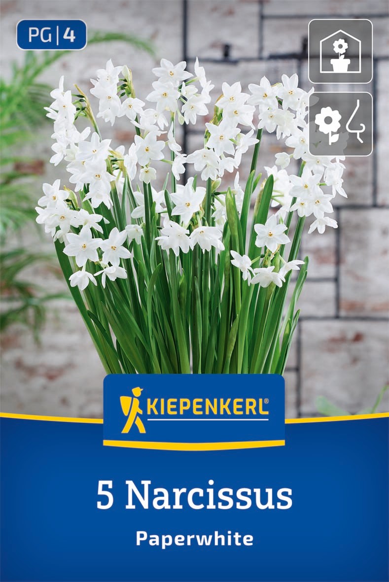 Zimmer-Narzisse Paperwhite