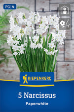 Zimmer-Narzisse Paperwhite