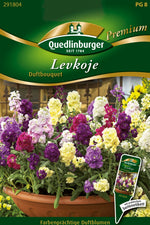 Quedlinburger Levkoje Duftbouquet