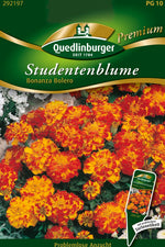 Quedlinburger Studentenblume Bonanza Bolero