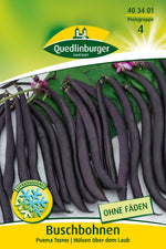 Quedlinburger Buschbohne Purple Teepee