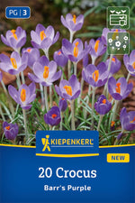 Botanischer Krokus Barr' s Purple