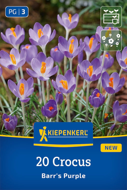 Botanischer Krokus Barr' s Purple