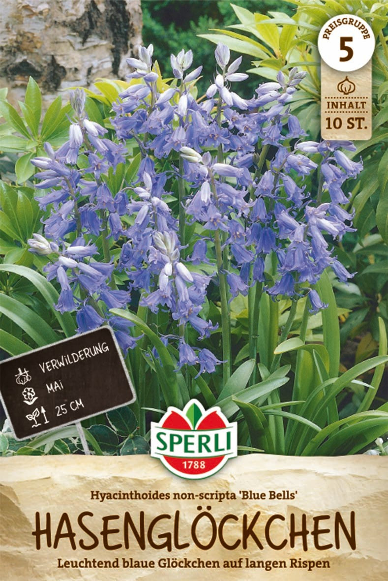 Spanisches Hasenglöckchen Blue Bells
