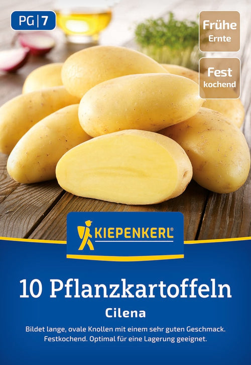 Kiepenkerl Pflanzkartoffel Cilena 10 Stück