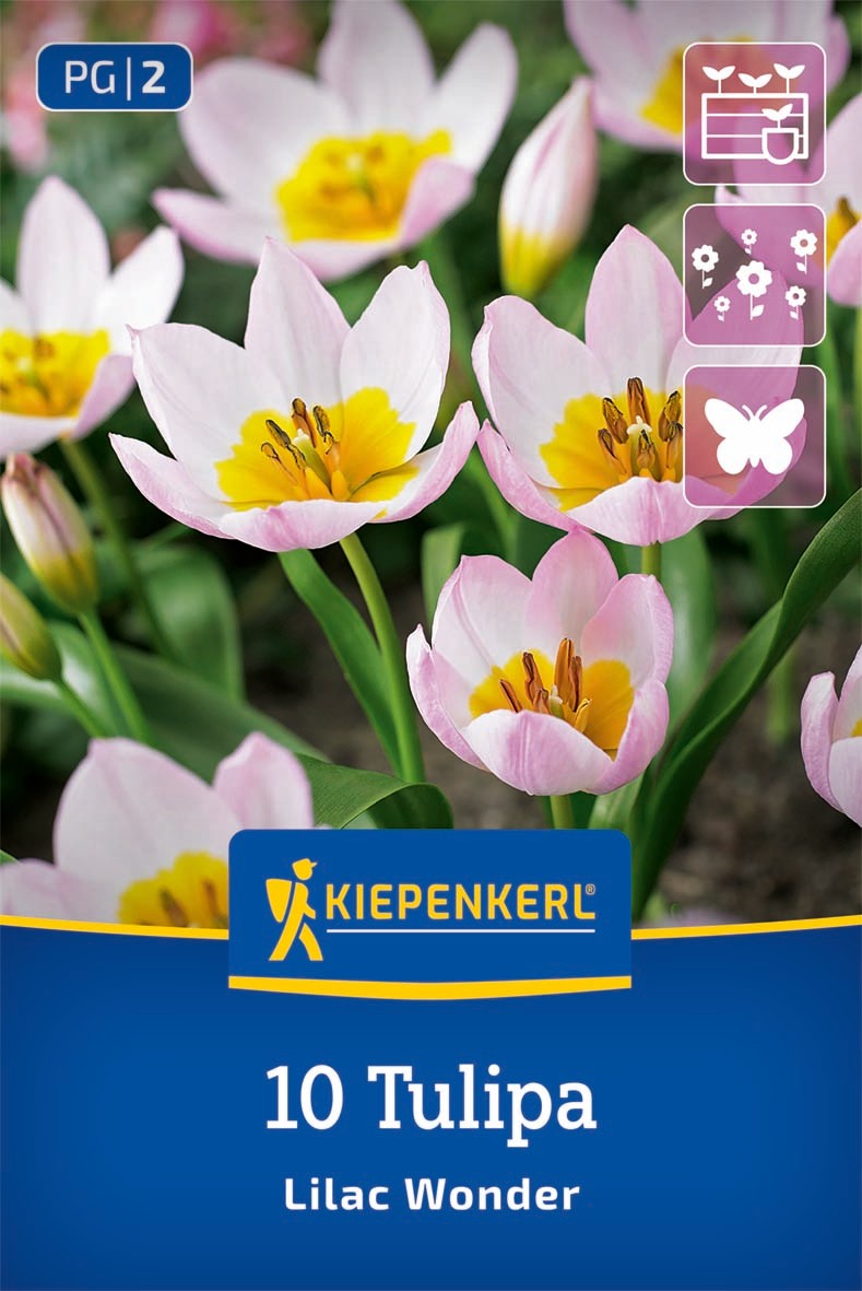 Wildtulpe Tulipa saxatilis Lilac Wonder