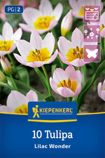 Wildtulpe Tulipa saxatilis Lilac Wonder