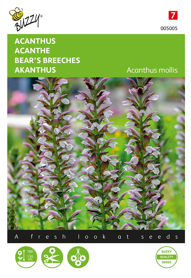 Buzzy Seeds Akanthus Wahrer Bärenklau
