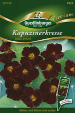 Quedlinburger Kapuzinerkresse Black Velvet