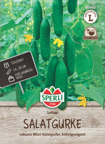 SPERLI Salatgurke Lothar