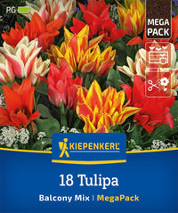 Mega-Pack Botanischer Tulpen Balkonzauber Mix
