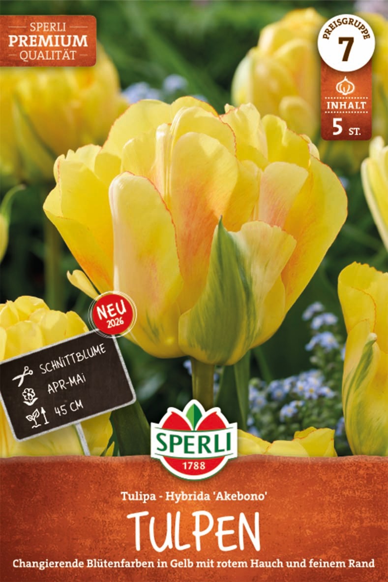 Premium Gefüllte Späte Tulpe Akebono