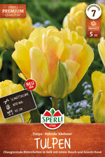 Premium Gefüllte Späte Tulpe Akebono