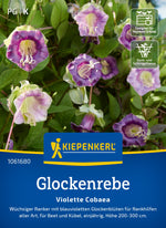 Kiepenkerl Glockenreben Violette Cobaea