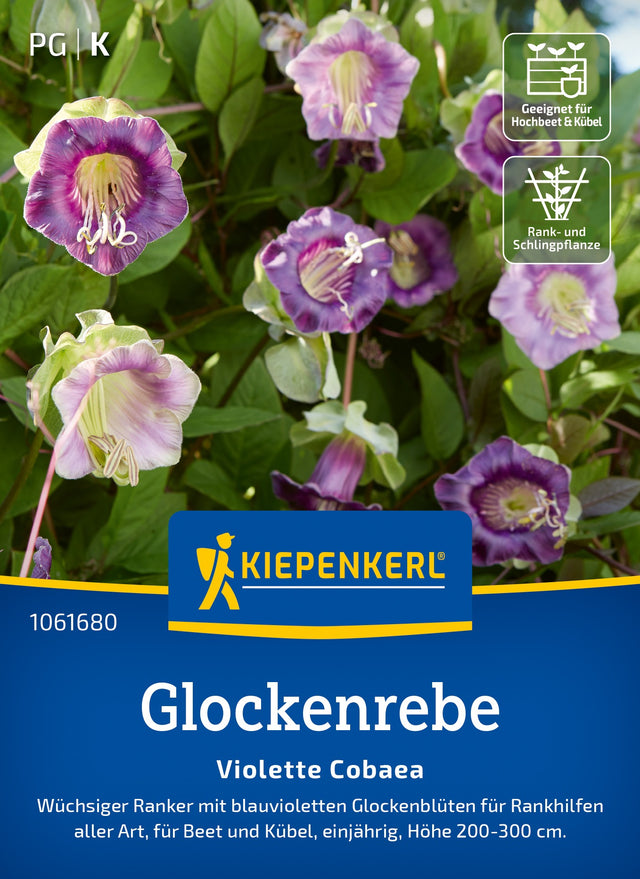 Kiepenkerl Glockenreben Violette Cobaea
