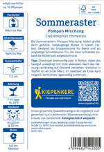 Kiepenkerl Sommeraster Pompon Mischung